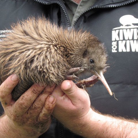 Kiwi chick held in two hands - Kiwis for kiwi 