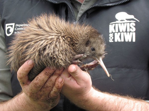 Kiwi chick held in two hands - Kiwis for kiwi 