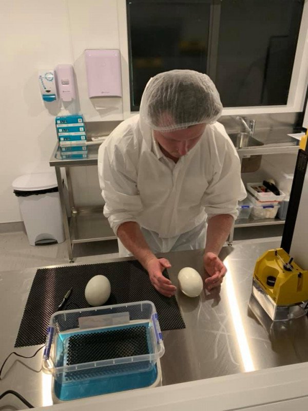 Kiwi eggs being checked at Burrow