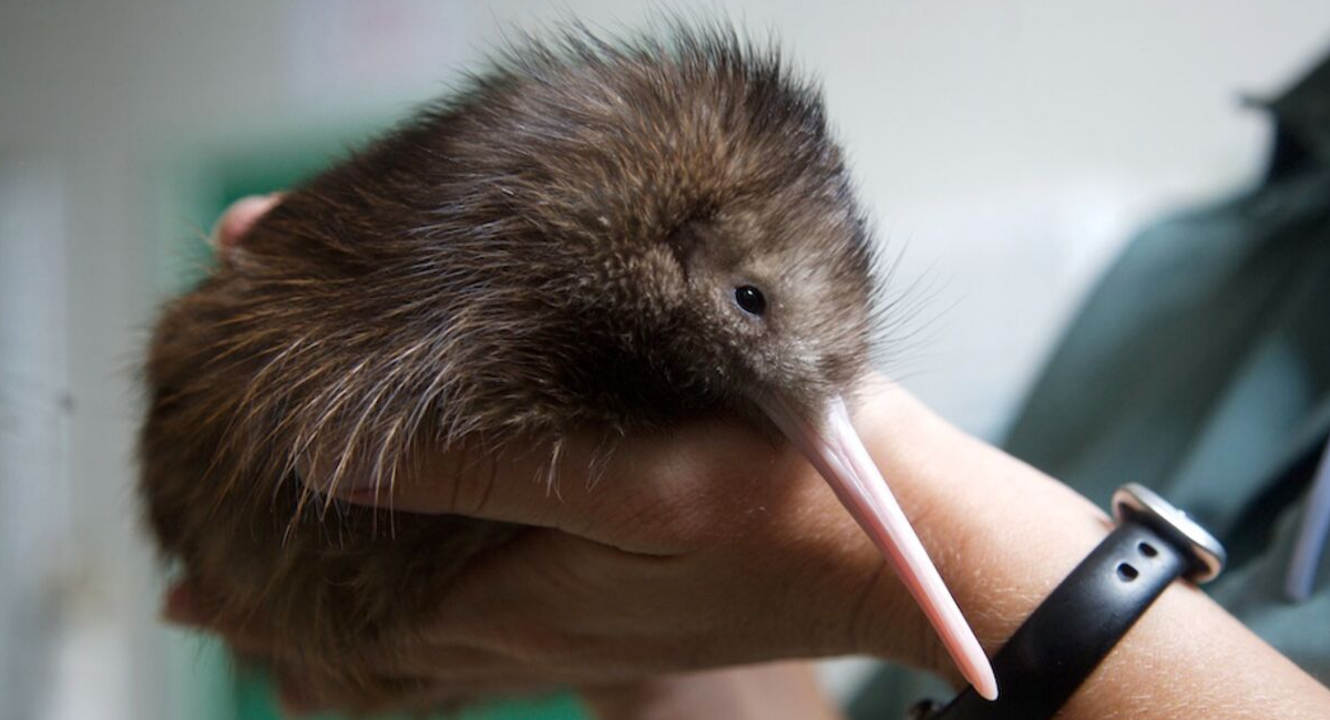 10 things you should know about kiwi