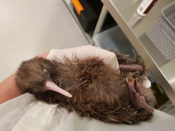 100th kiwi chick hatched in the 2020/2021 held in gloved hands 
