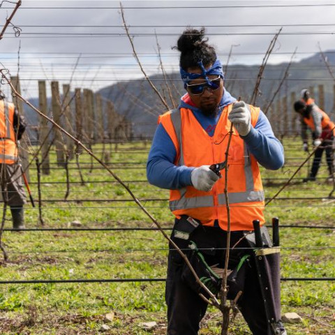 viticulture and horticulture workers